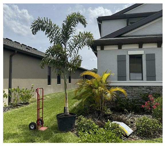 Palm tree in a pot on a sunny lawn between houses.