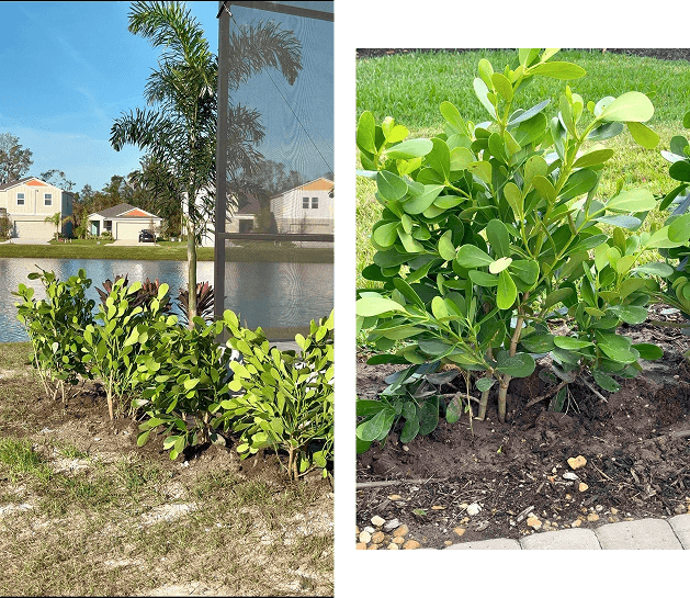 Young citrus trees planted near a lake in a sunny suburban area.