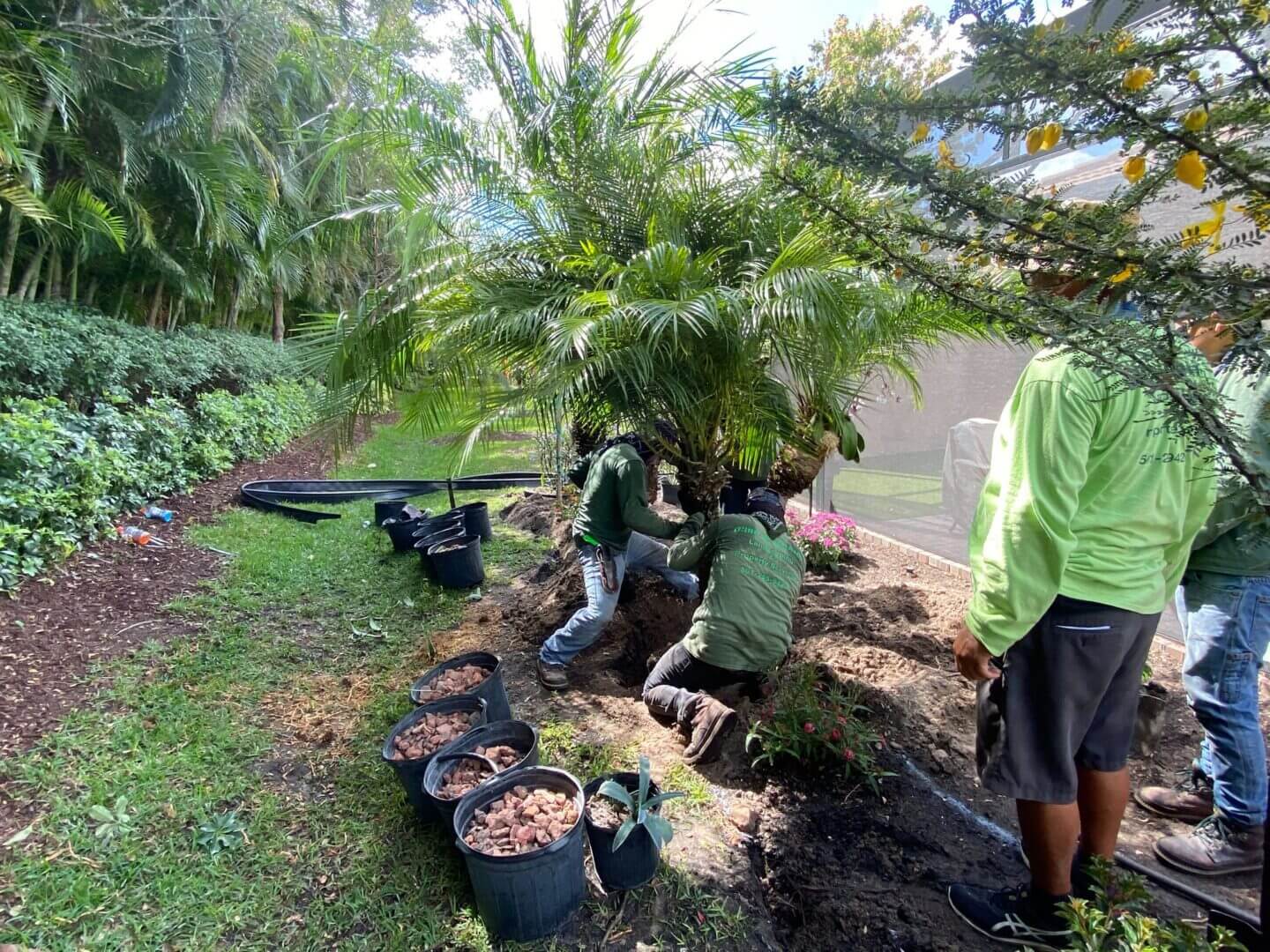 Two people working in a garden with palm trees and pots.