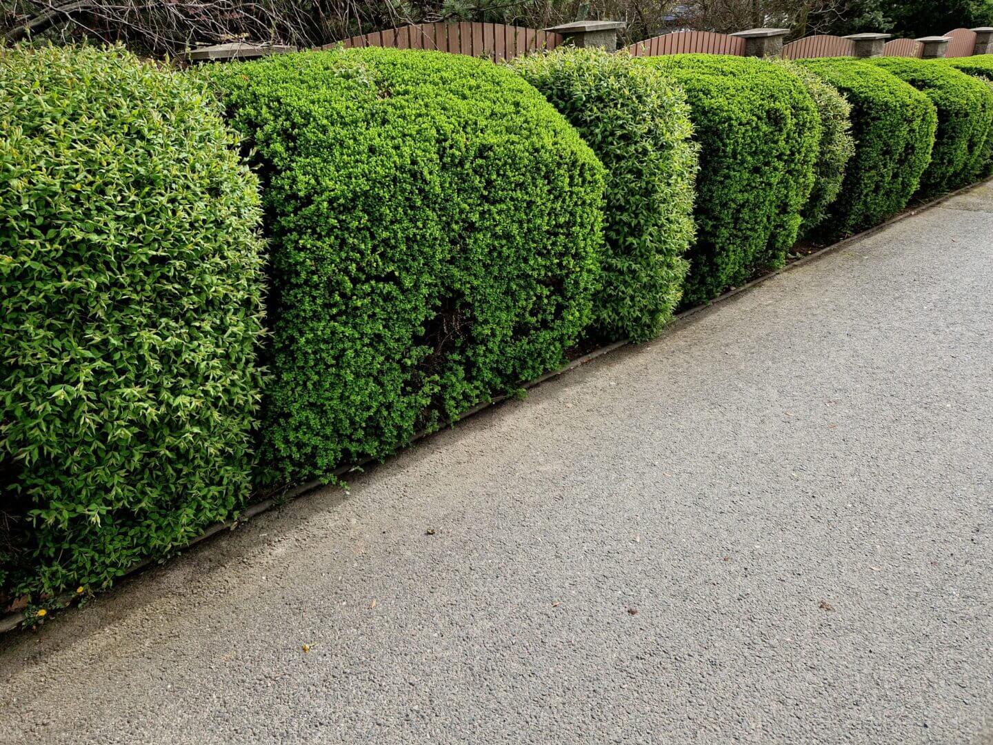 Neatly trimmed green bushes aligned beside a paved pathway.
