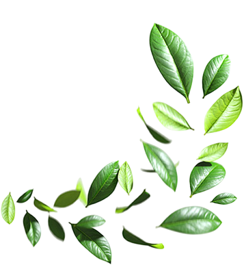 A collection of various green leaves arranged artistically.