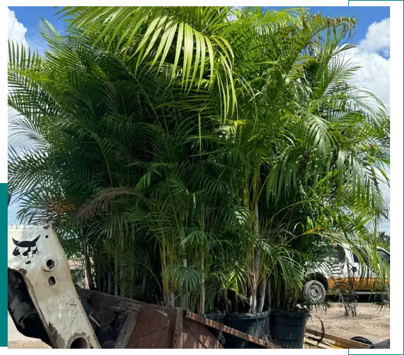 Several palm plants in pots ready for planting outdoors.