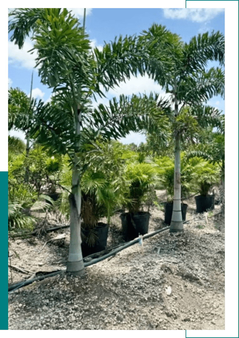 Tall palm trees in pots lined up outdoors on a sunny day.