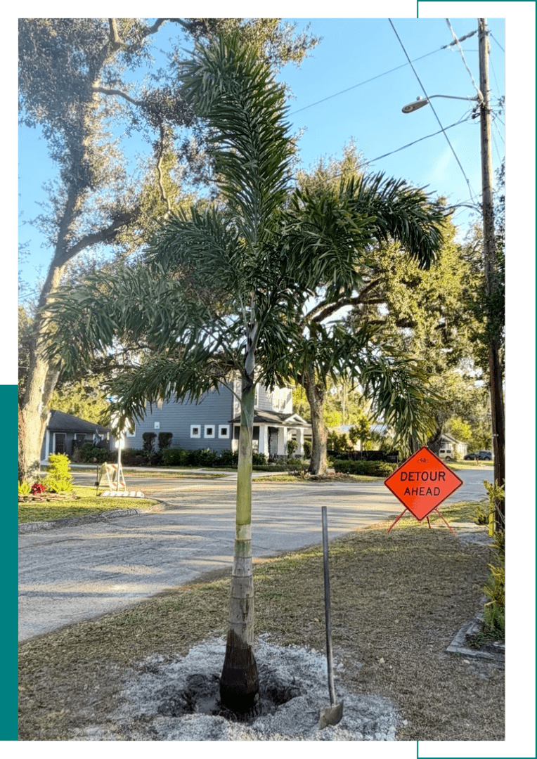 A 'Dead End' road sign next to two palm trees on a residential street.
