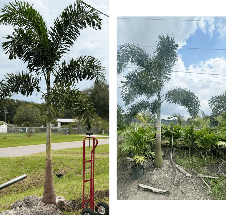 Two images of palm trees planted outdoors on grassy ground.