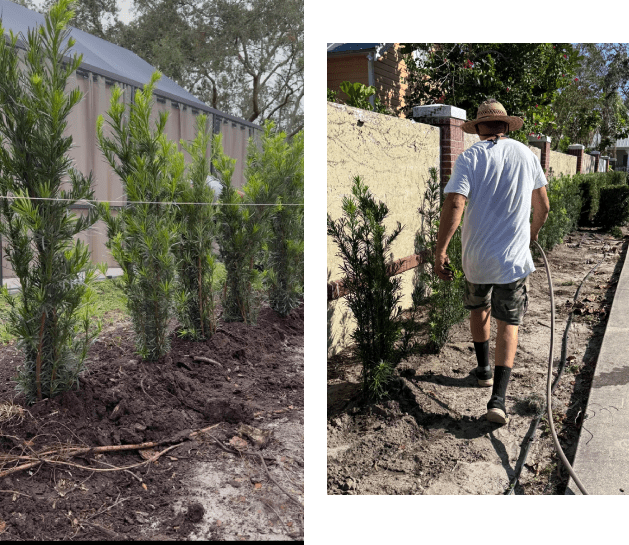 Man planting small pine trees in a garden area.