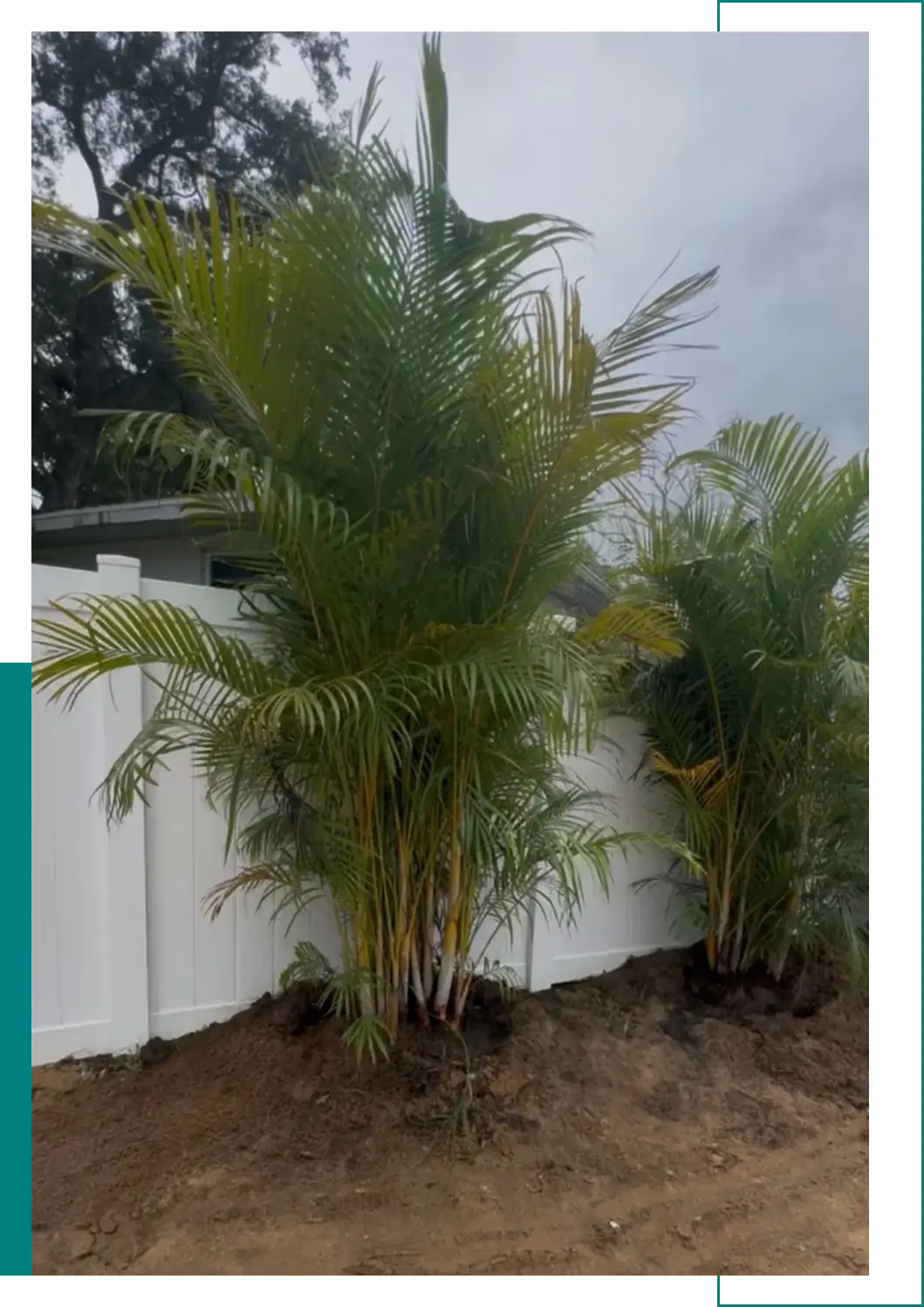 Green palm trees planted along a white fence under a cloudy sky.