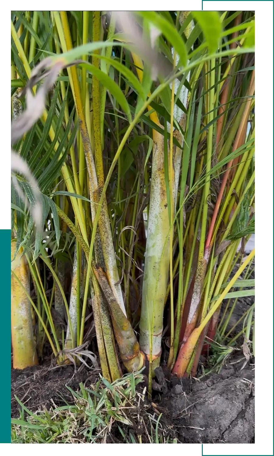 Close-up of fresh sugarcane stalks with green leaves.