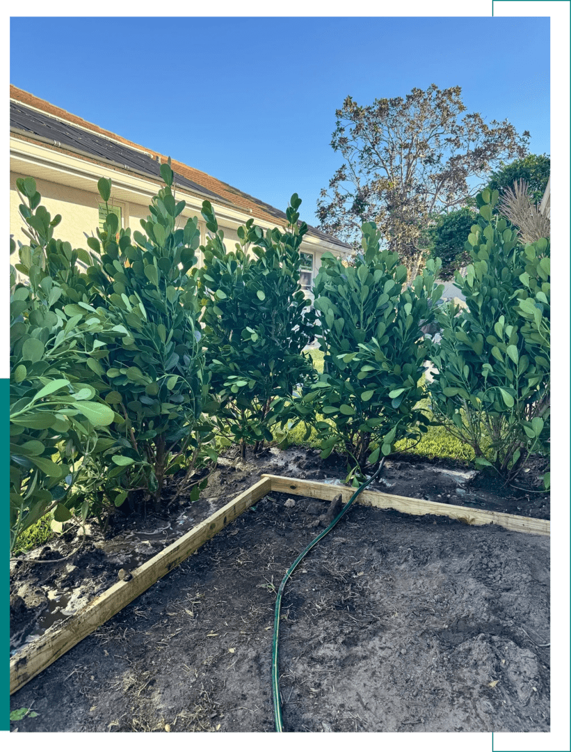 A small garden plot with young trees and a watering hose.