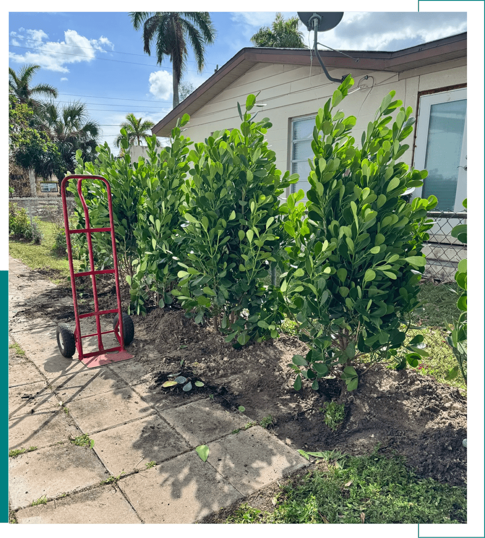 Three freshly planted green shrubs in a sunny garden beside a house.