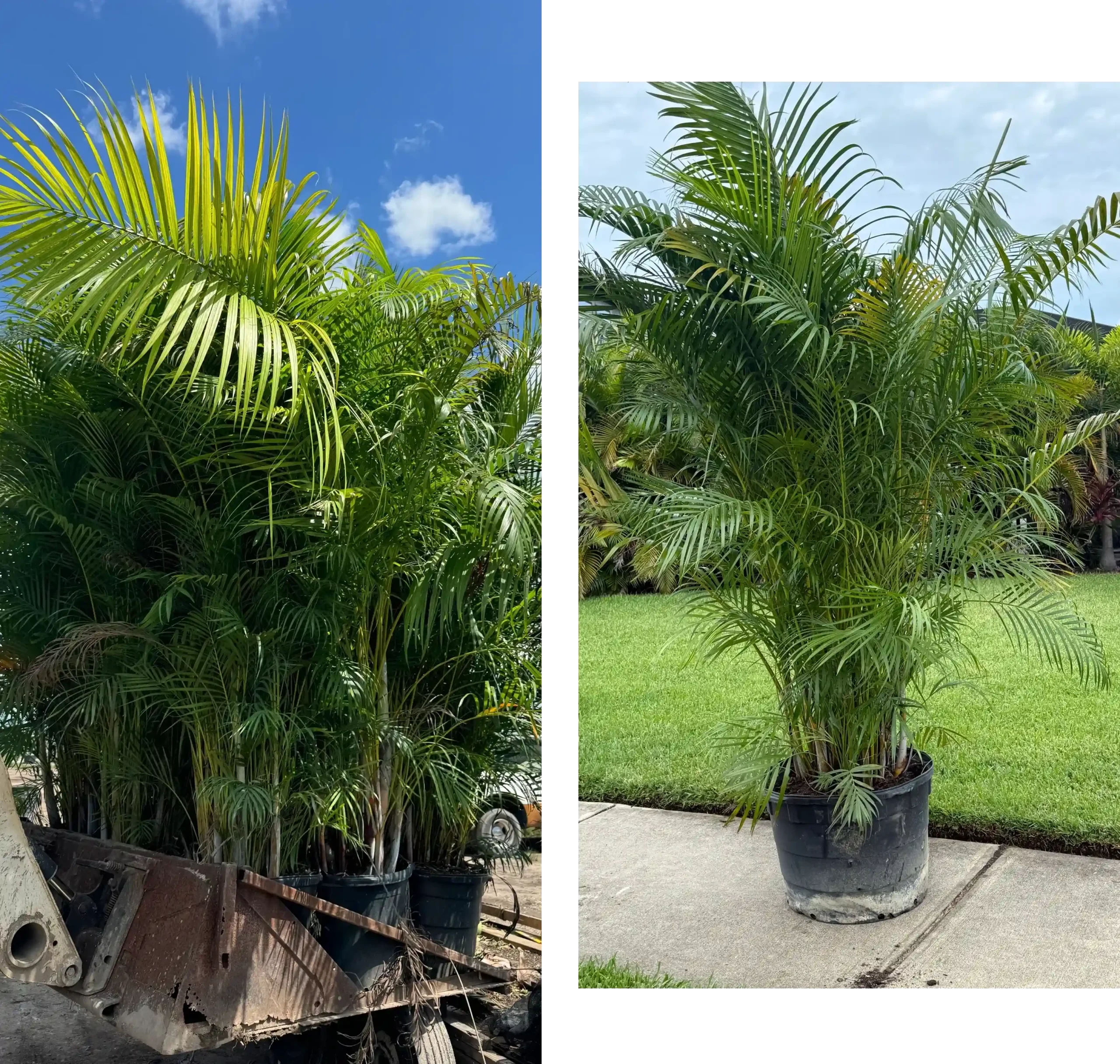 Two images of potted palm plants in outdoor settings.