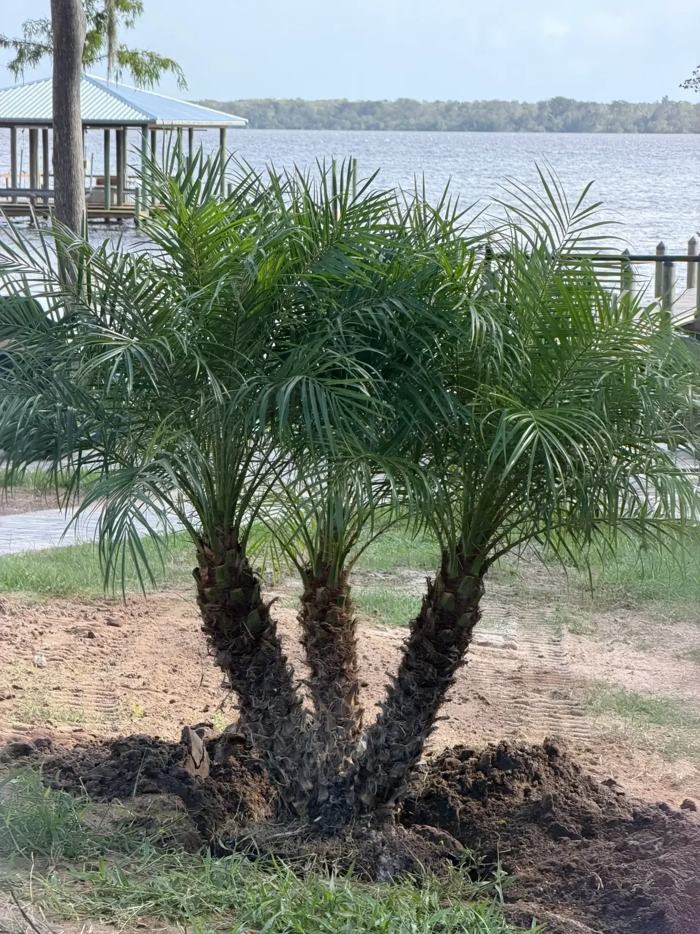 A small palm tree with multiple trunks in a garden near water.