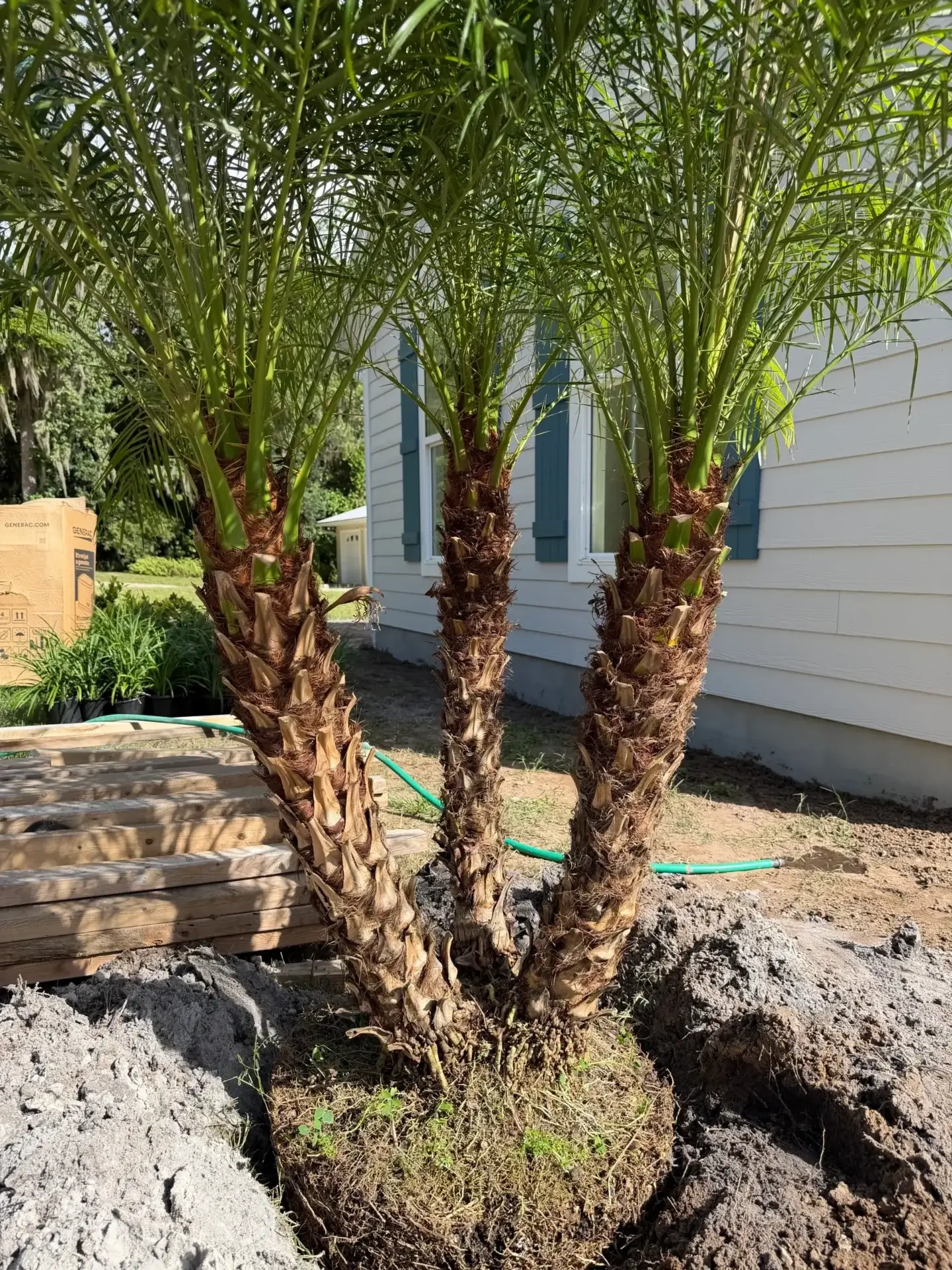 A young palm tree with multiple trunks planted in a garden bed.