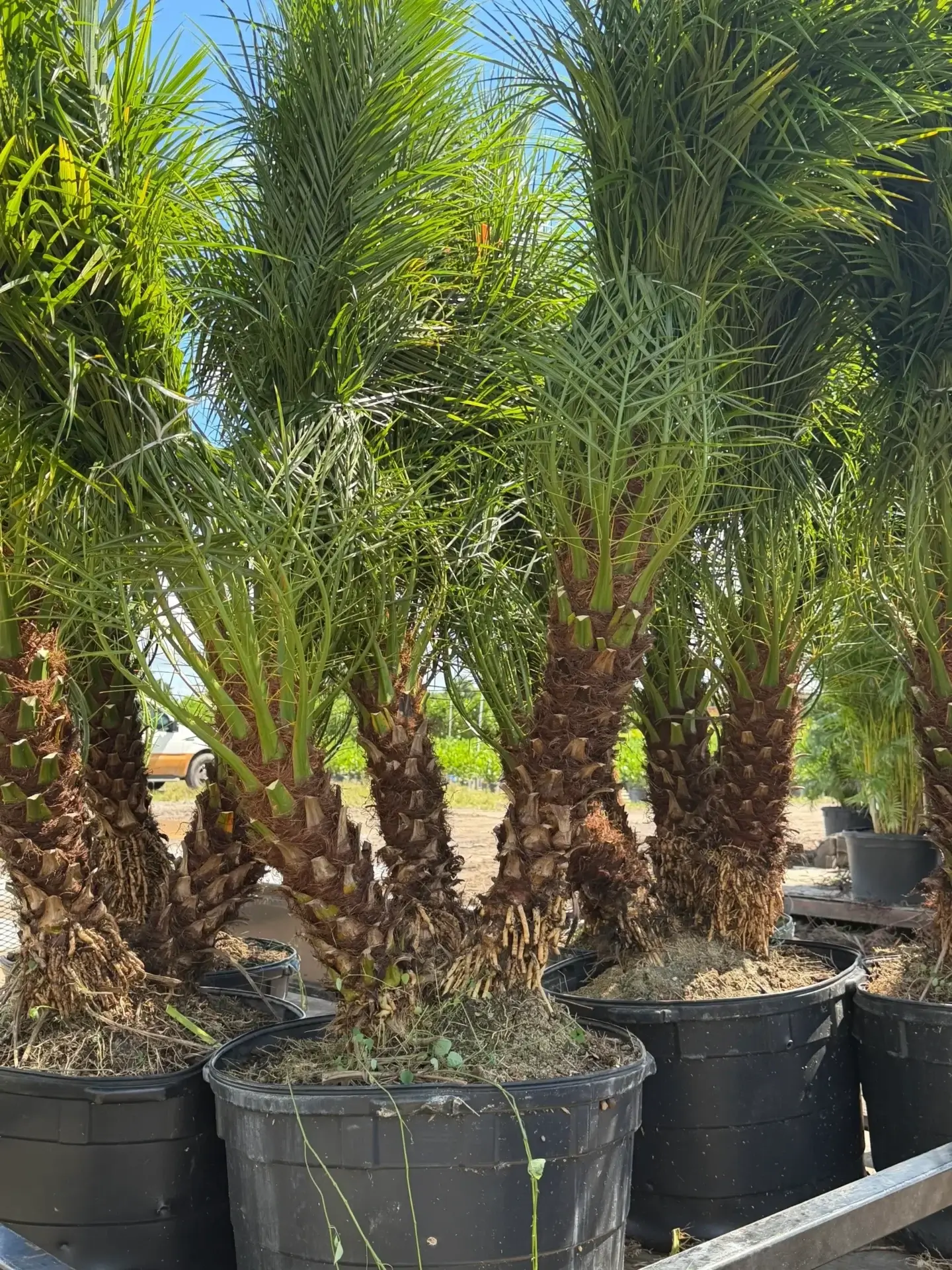 Rows of potted palm trees outdoors on a sunny day.