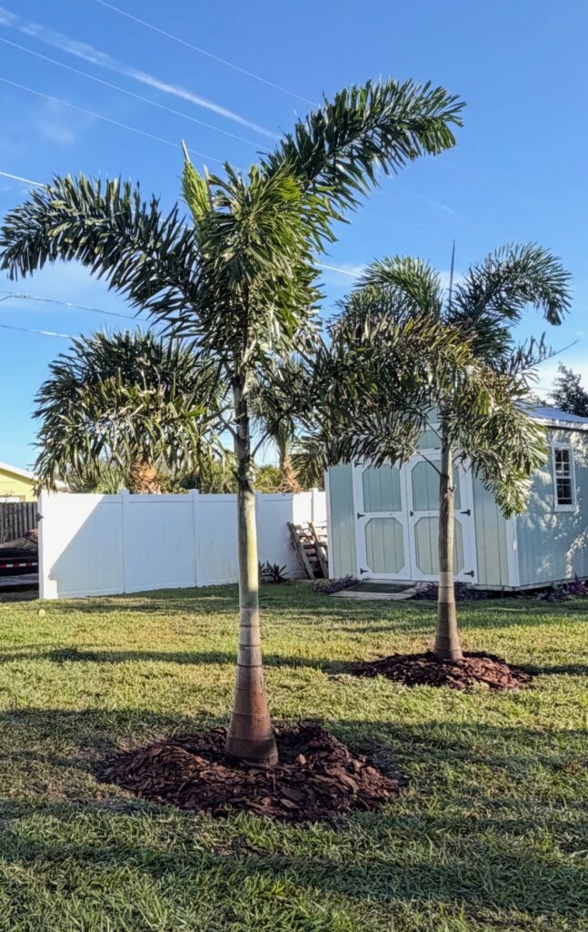 Two palm trees stand in a sunny backyard with a white fence and shed.