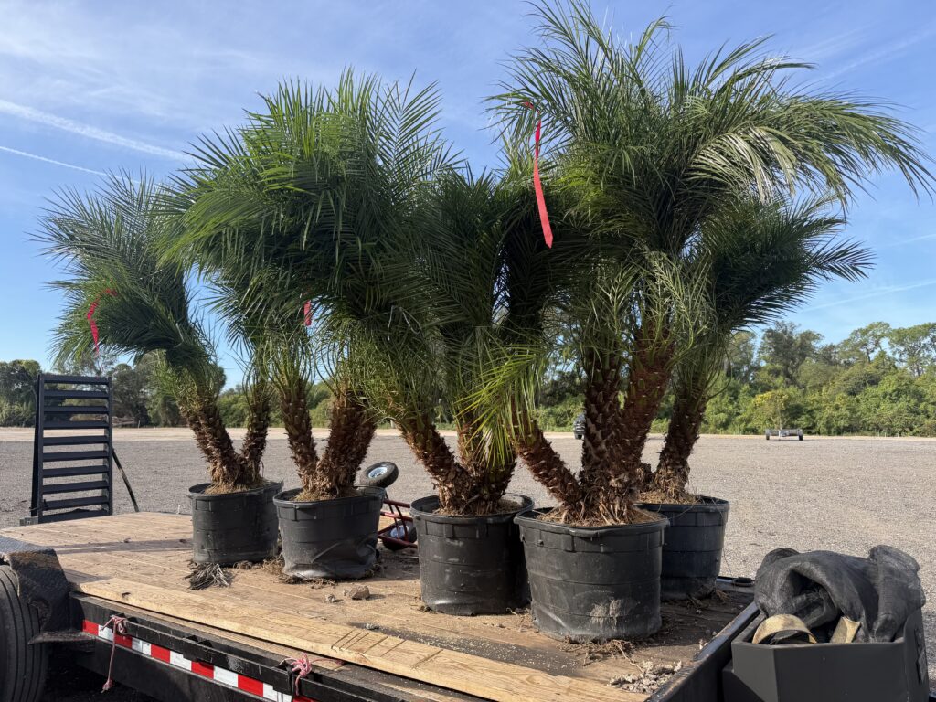 Palm trees in pots loaded on a truck under a clear sky.