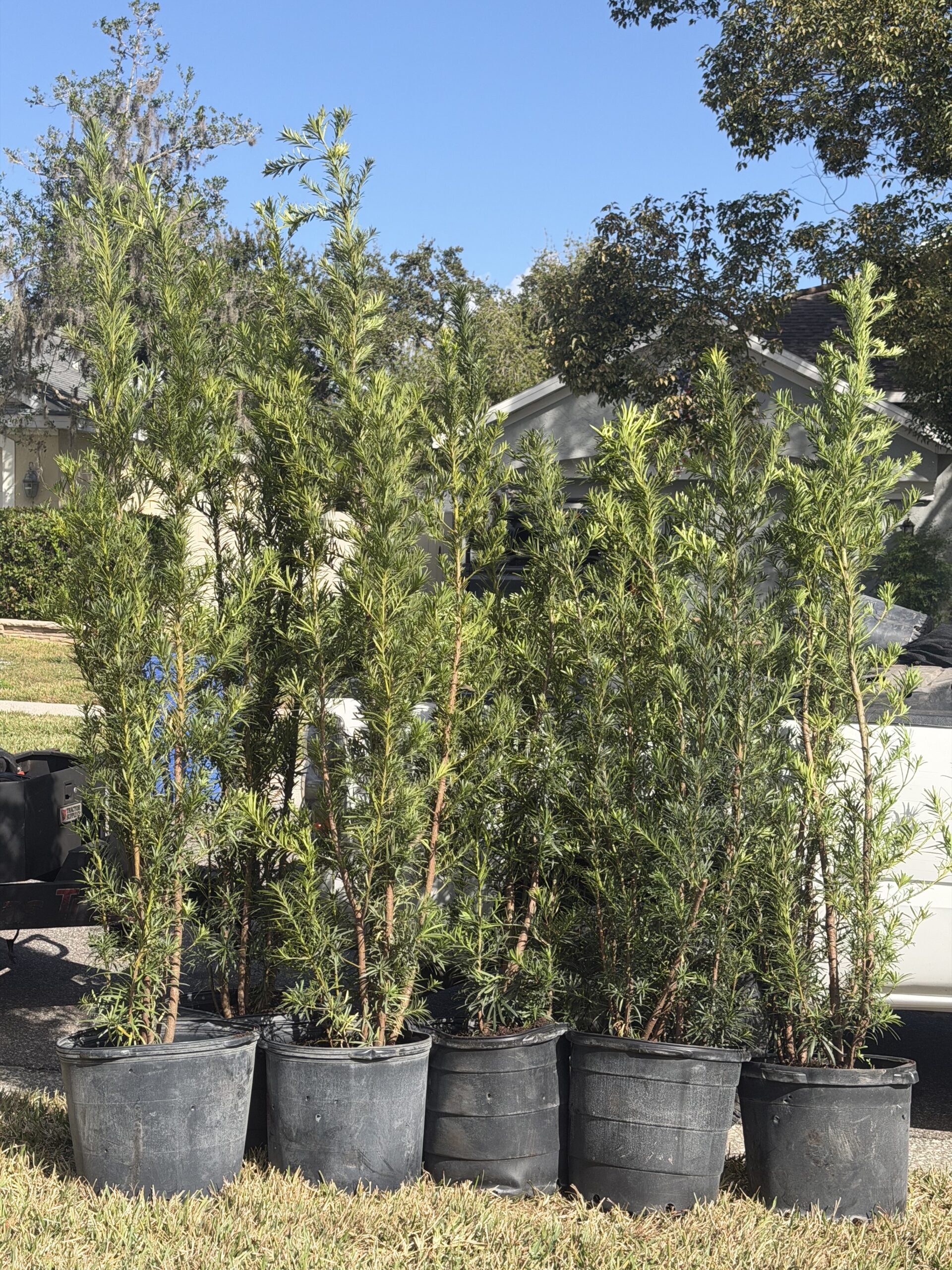 Tall potted plants lined up outdoors in a garden setting.