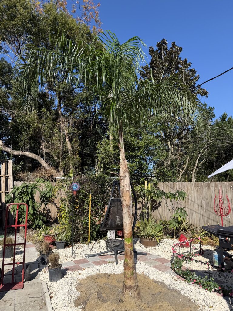 Single palm tree in sunny backyard garden