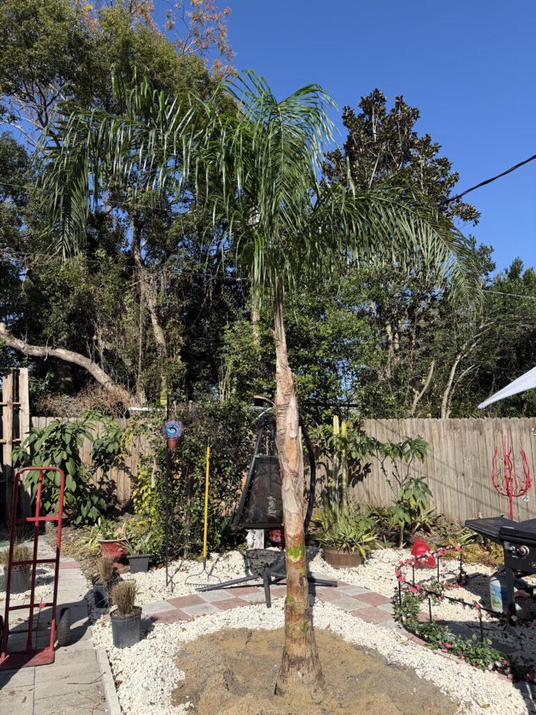 A tall palm tree in a sunny garden with various plants and a brick wall.