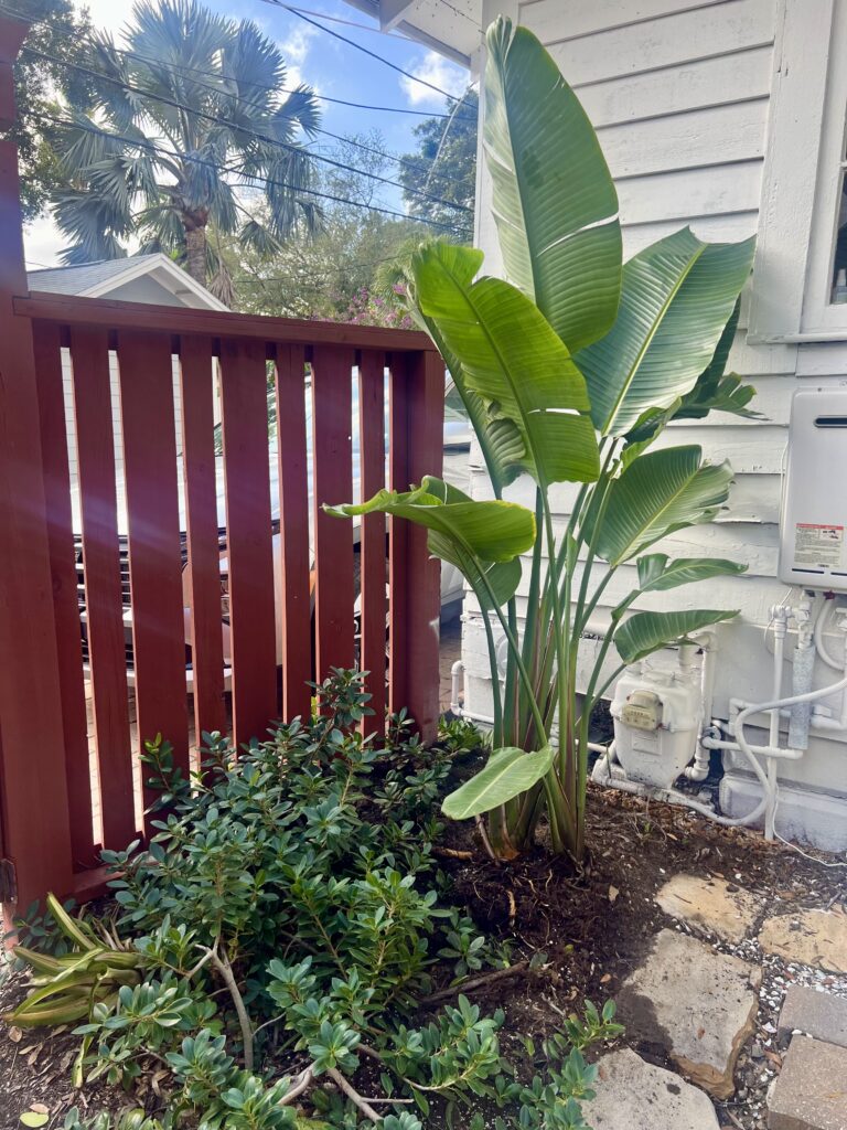 Tropical banana plant beside white house fence