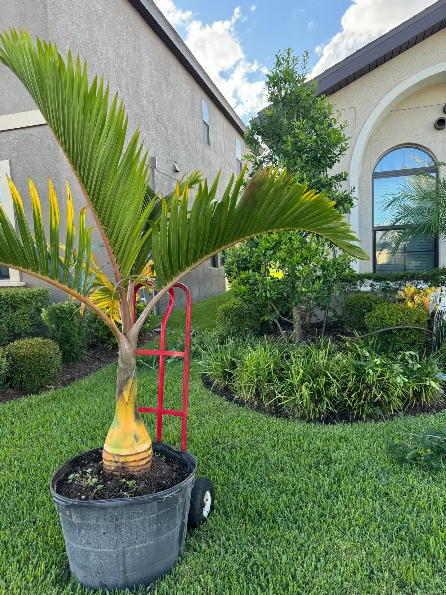 Young palm tree growing in a black pot outdoors.