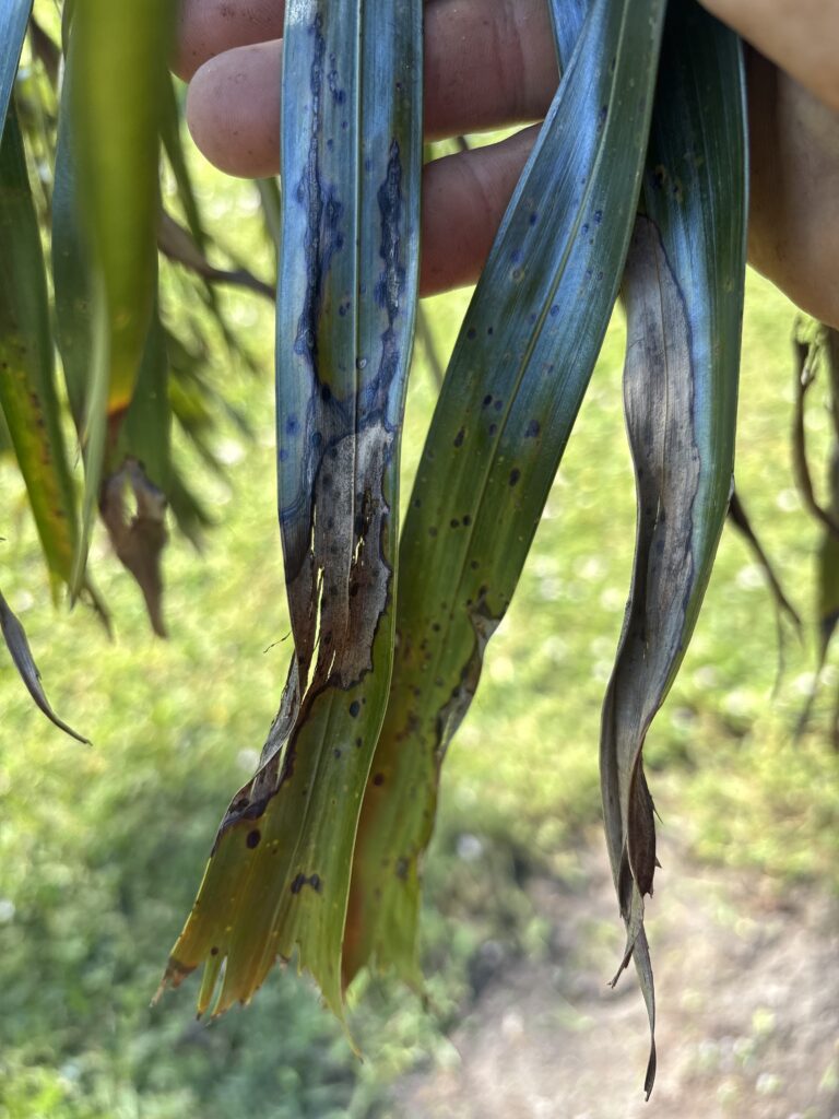 Close-up of eucalyptus tree bark and leaves with natural light.