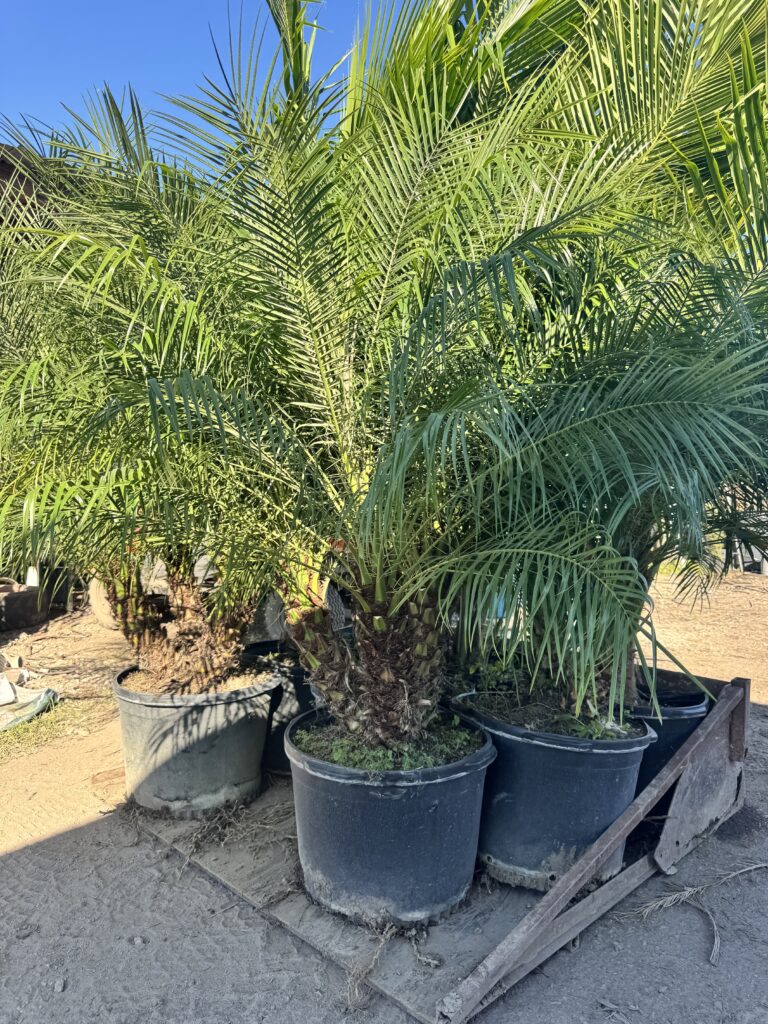 Healthy palm trees growing in black pots outdoors.