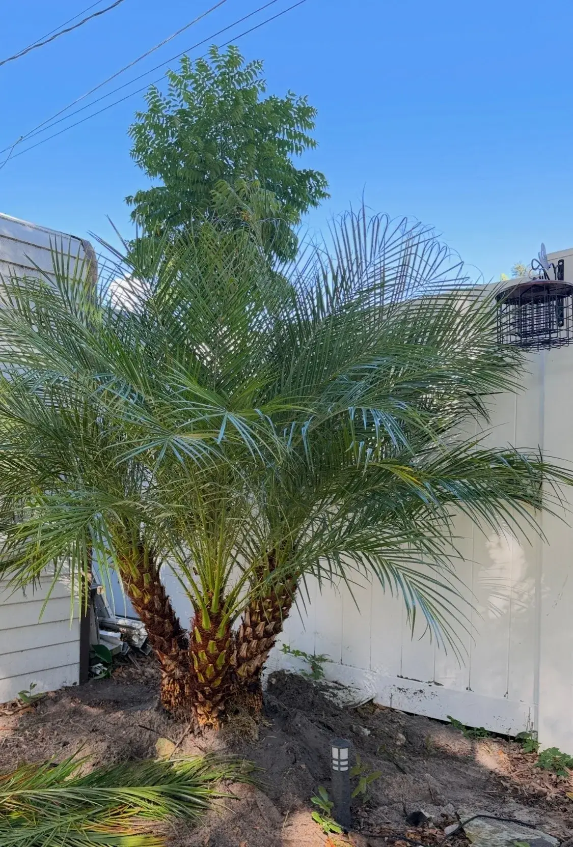 A lush palm tree stands tall against a clear blue sky.