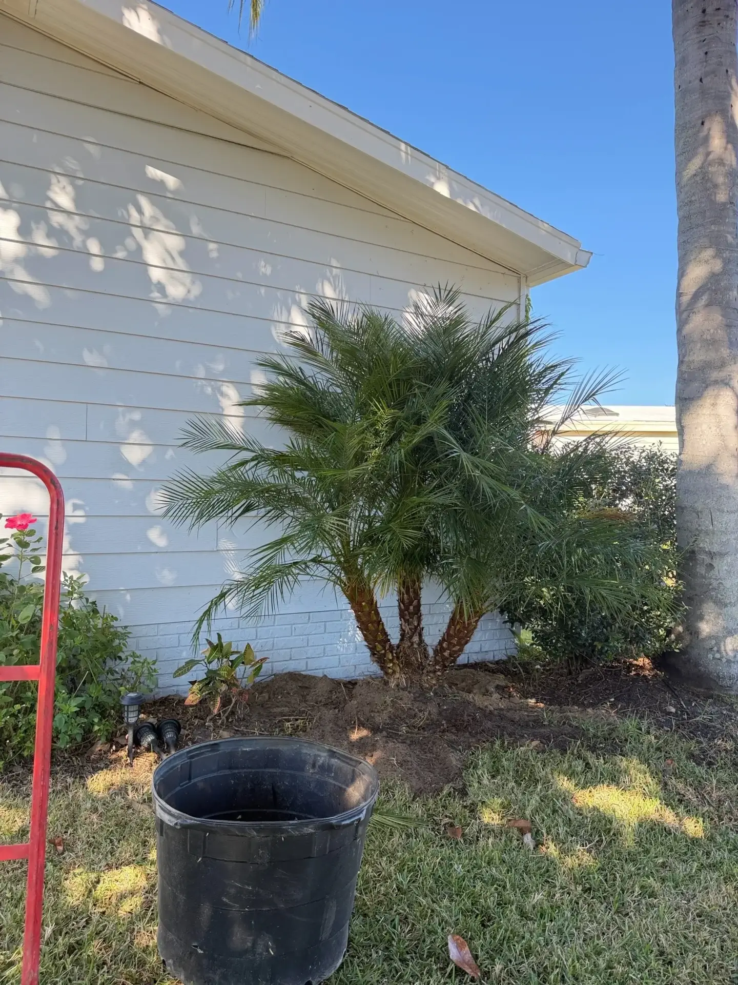 Small palm tree planted near a white house wall with some gardening tools.
