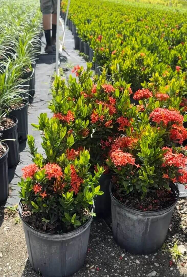Potted flowering plants with bright red and orange blooms in a nursery.