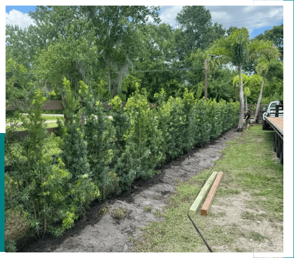 A row of newly planted green shrubs along a garden path.