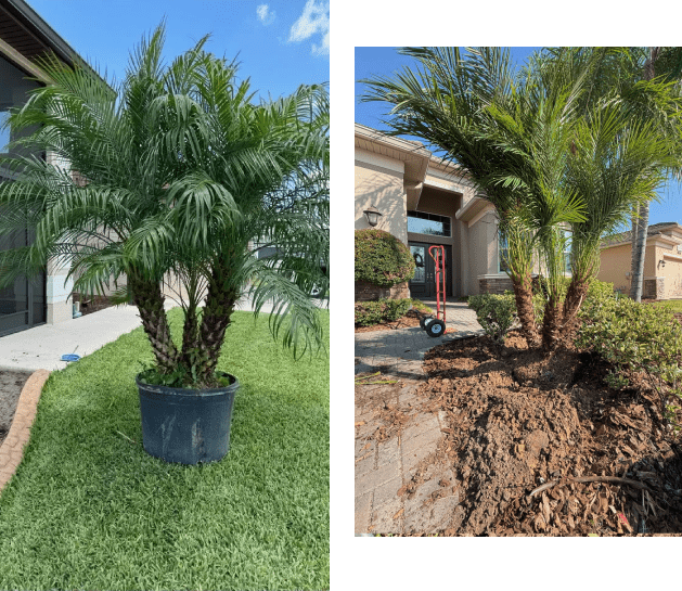 Palm tree in a pot and then planted in the ground.