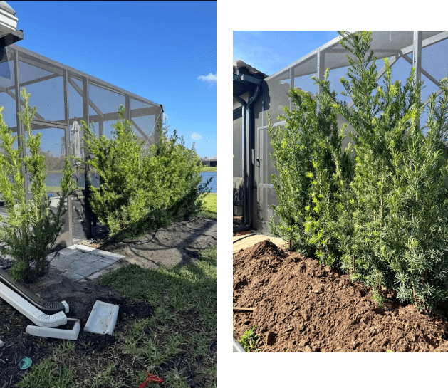 Two images showing pine trees being planted along a fence on a sunny day.