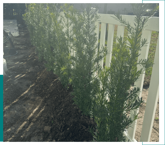 Sunlit green shrubbery next to a white fence casting shadows on the ground.