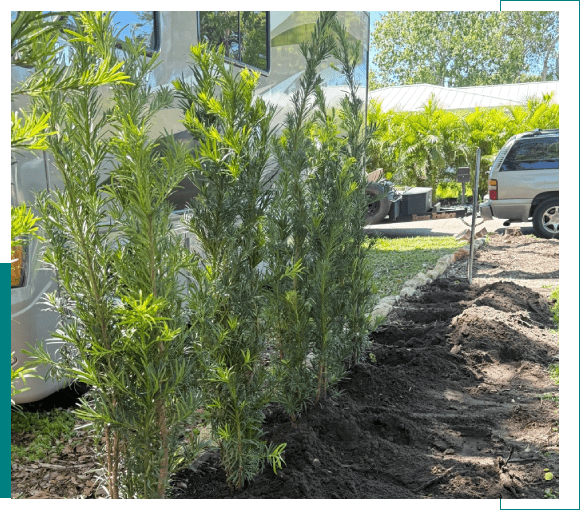 Young pine trees planted in a row outdoors under sunlight.