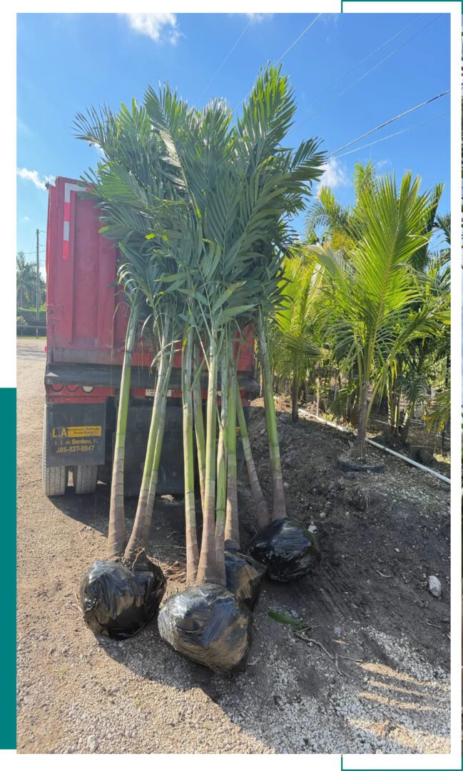 Tall palm trees with root balls ready for planting beside a truck.