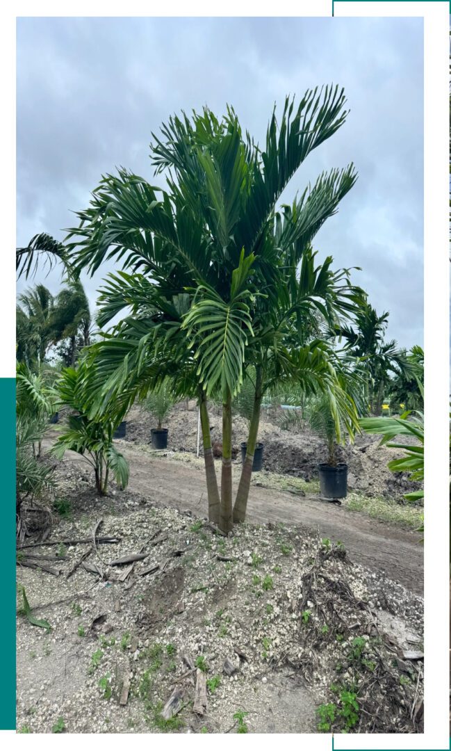 A cluster of palm trees with green fronds under a cloudy sky.
