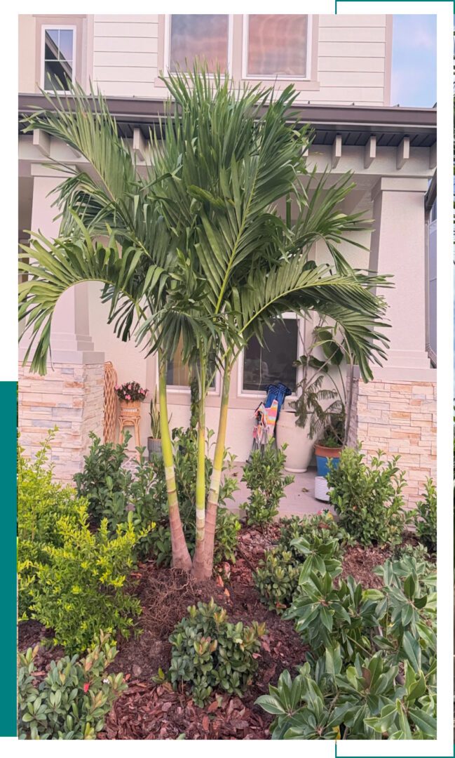 A tall palm tree surrounded by green shrubs in a garden.