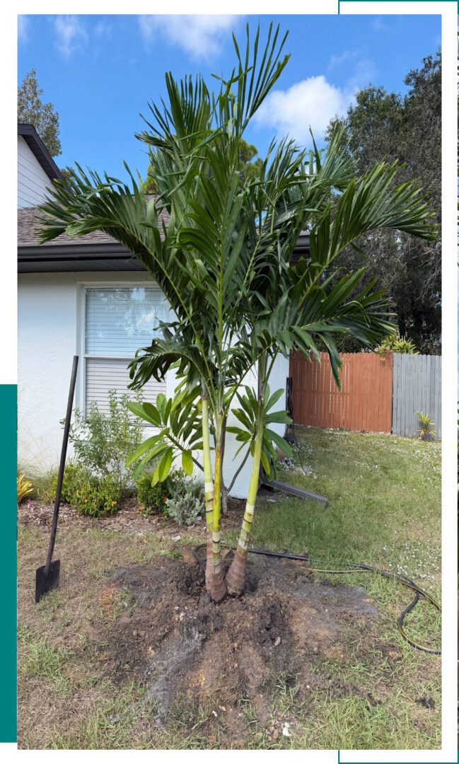 A small palm tree growing in a backyard near a window and fence.