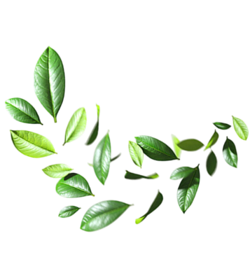 A collection of different green leaves arranged in a semi-circle.