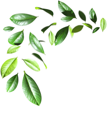 Green leafy branch with fresh leaves on a transparent background.