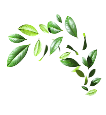 A curved branch with green leaves in varying shades.