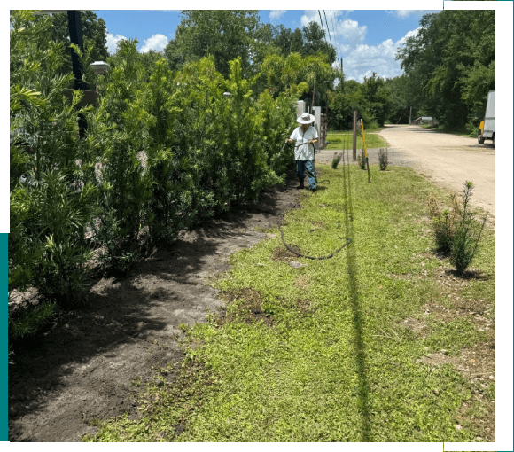 Person walking along a green, grassy path beside tall bushes on a sunny day.