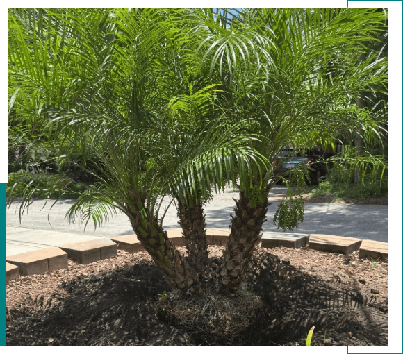 A small palm tree with multiple trunks in a garden bed.