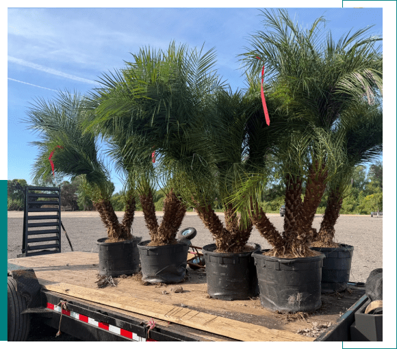 Several potted palm plants arranged on a wooden platform outdoors.