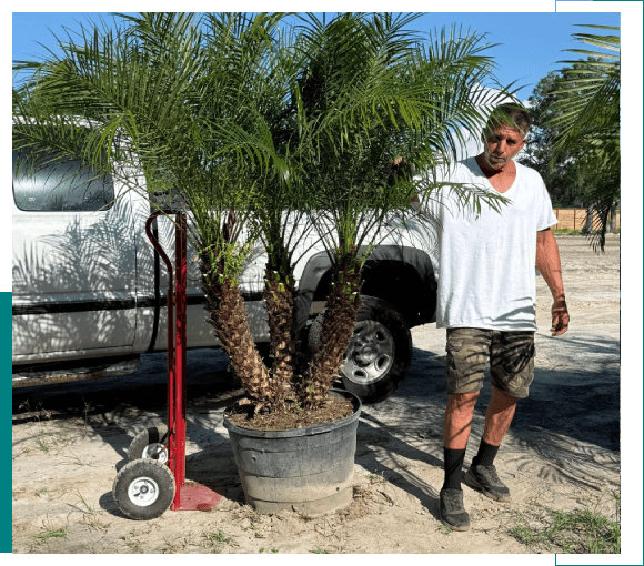 Man standing next to potted palm trees and a dolly in an outdoor setting.