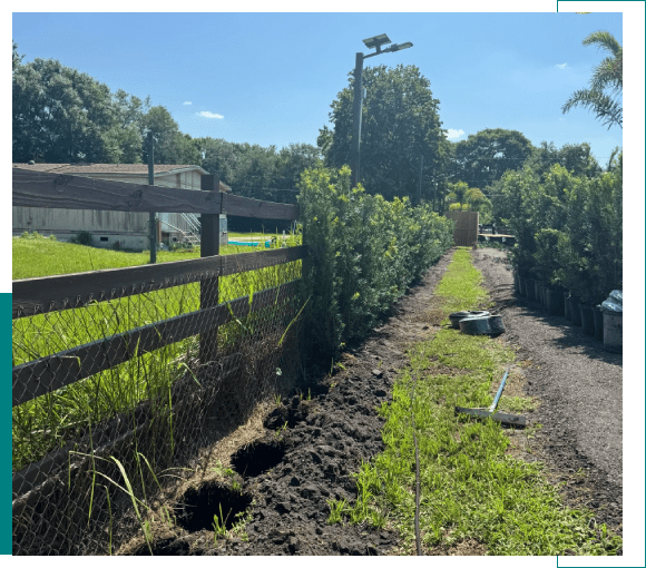 A garden pathway lined with a wooden fence and young plants on a sunny day.