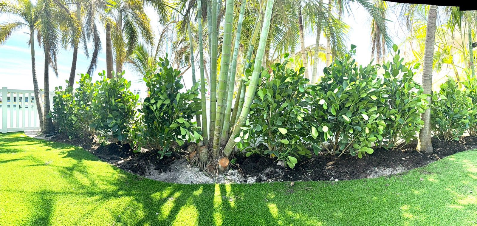 Sunlit palm trees with trimmed green lawn