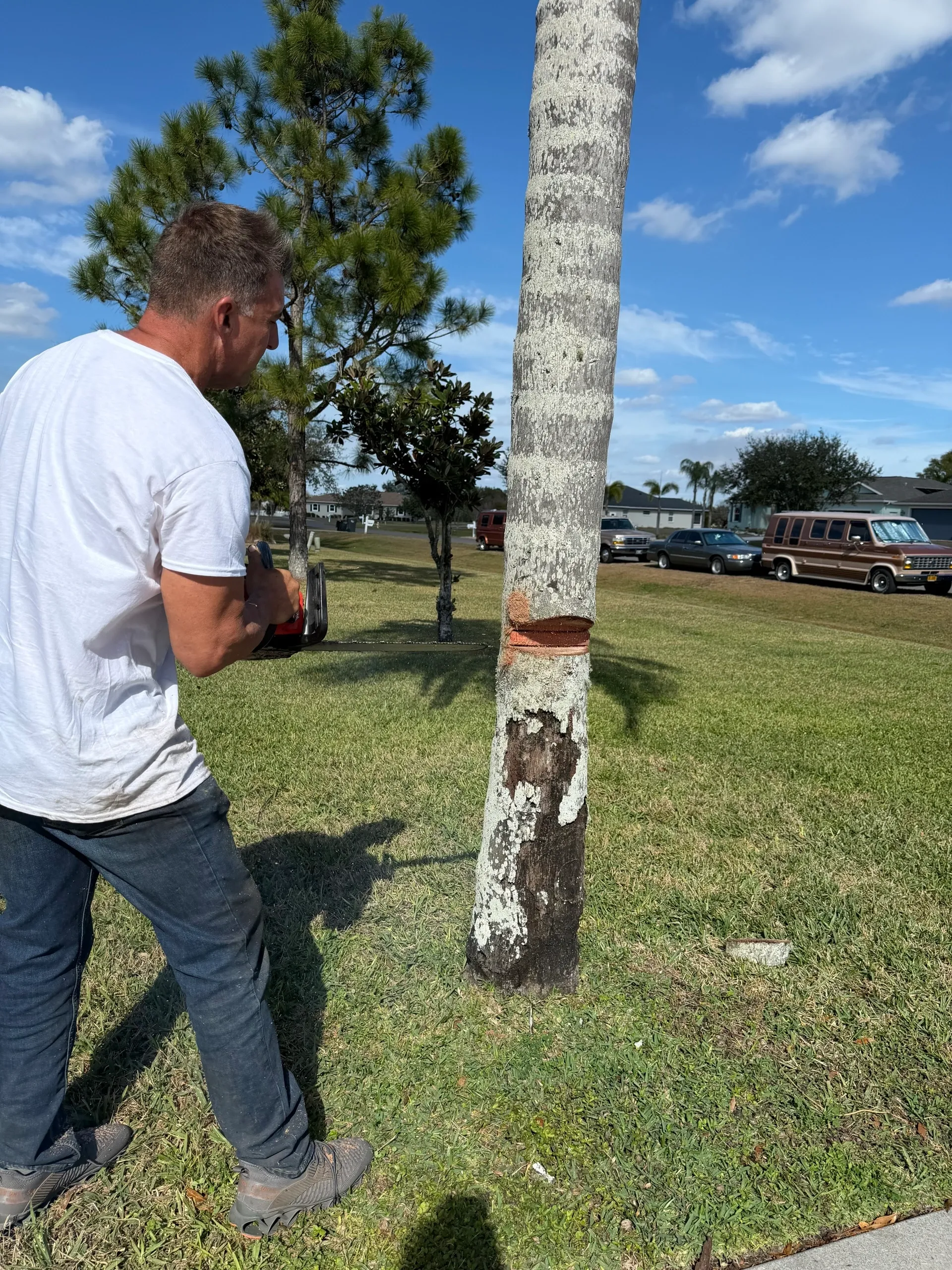 KJ Tropical Palm professional stump removal equipment