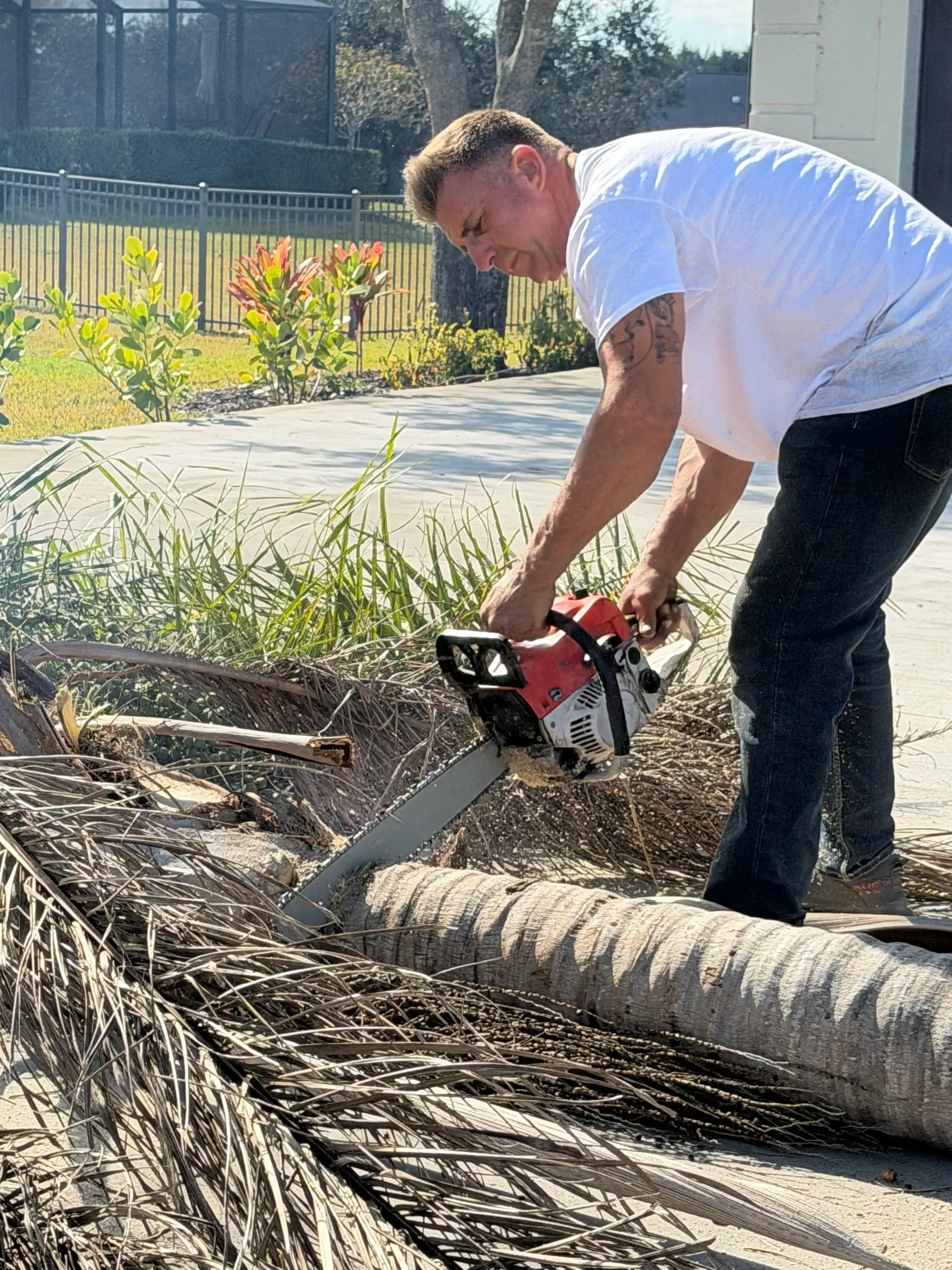 Person cutting fallen palm tree with chainsaw